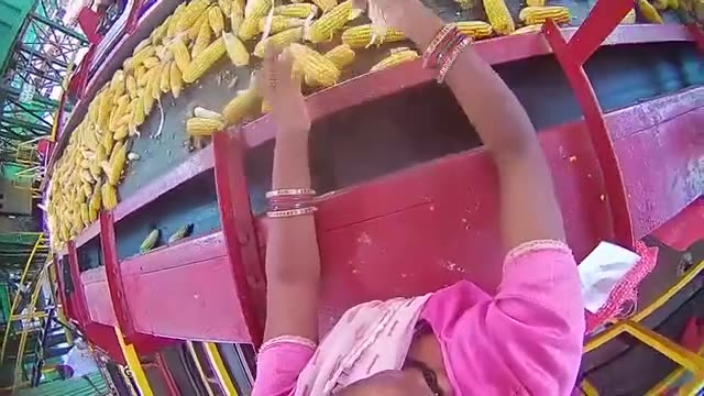 Corn Sorting Conveyor preview