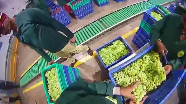 Grape Sorting Trimming preview