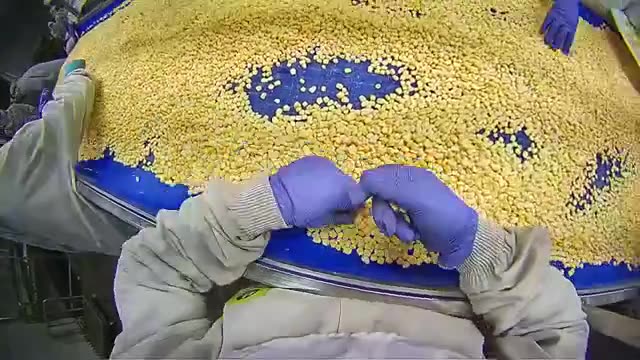 Yellow Food Conveyor Sorting preview